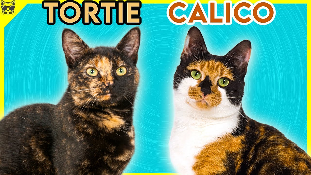 Pisicile Tortie si Calico - Afla De Ce Sunt Speciale