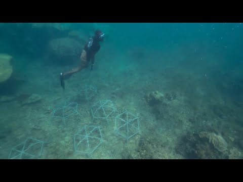Hawaii coral reef project featured in global documentary, premiere party in Ko'Olina