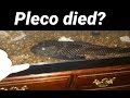 My Pleco Died? - Turning White and Dying