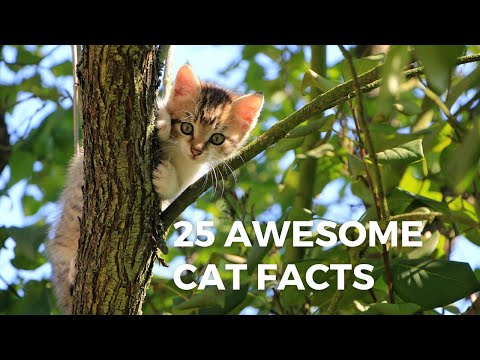 25 Awesome Cat Facts to Understand Them Better | Cats Facts
