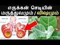 Is There So Much In The Milk Of The Common Erukkan Plant Erukkan Plant Benefits In Tamil