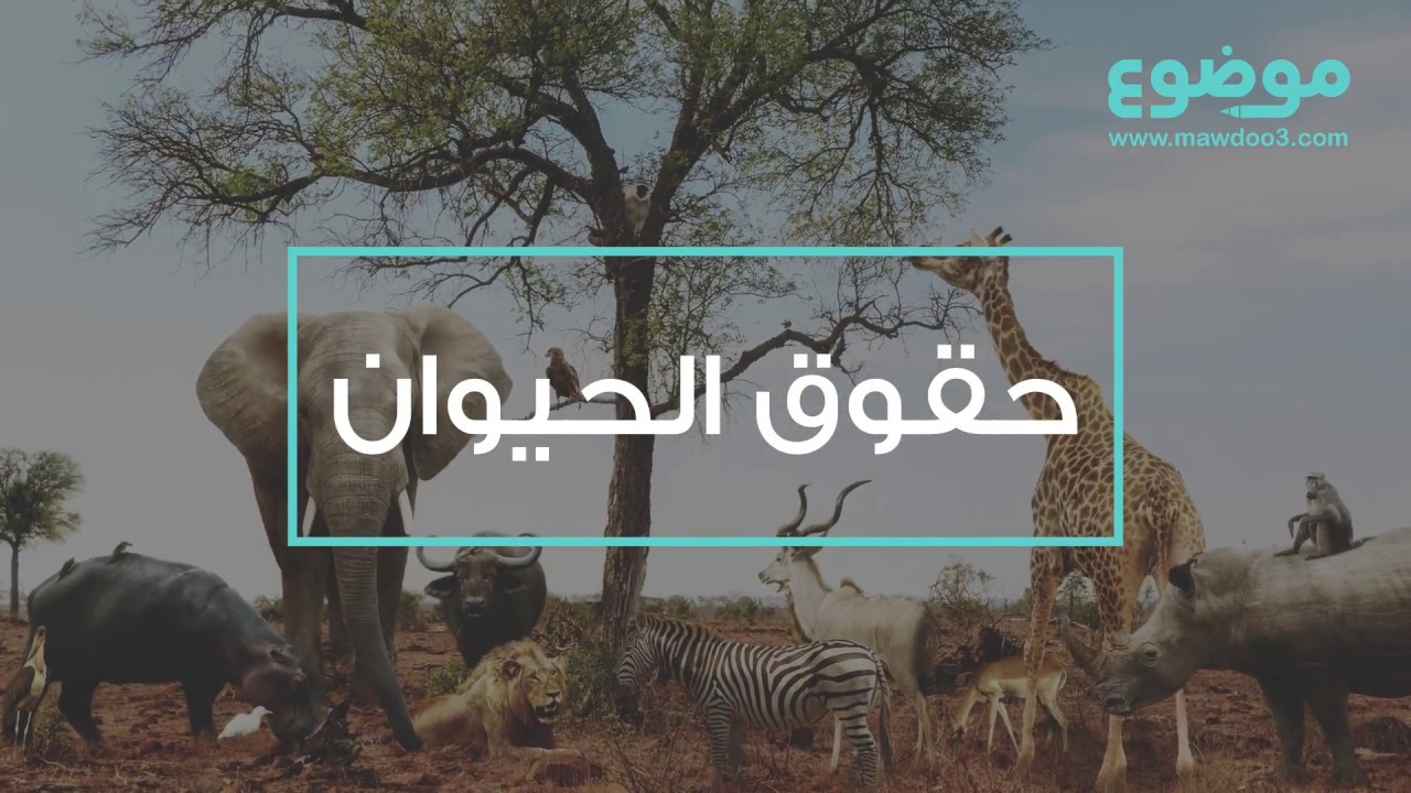حقوق الحيوانات thumbnail