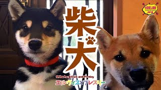 【パピー期の柴犬Vol.1】柴犬エルヴィスとプレスリー