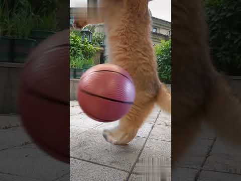 Super Cat 🐱 Unbelieveable Basketball Player 🏀 Cat🐱  Best Funniest Animal Videos Of The Month