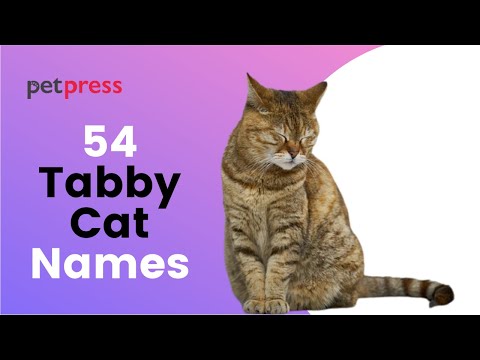 54 Best Tabby Cat Names - Popular Names For Your Cute Tabby Kittens