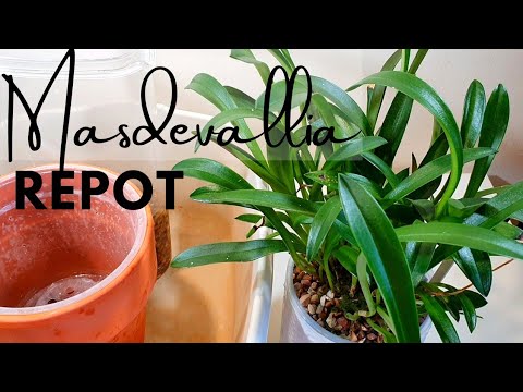 , title : 'Masdevallia splendida repot | Care, Seramis update & Discussing warmth tolerant Masdevallia Orchids'