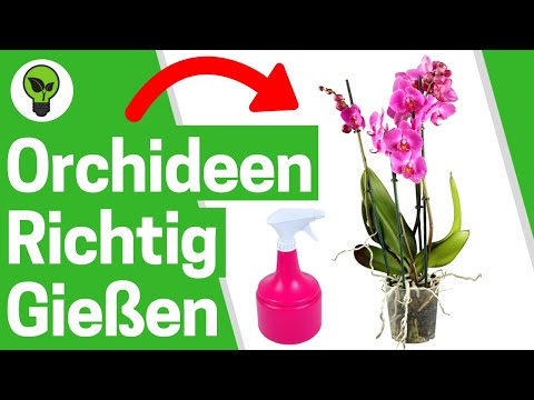 , title : 'Orchideen Gießen ✅ ULTIMATIVE ANLEITUNG: Wann & Wie oft Orchidee Wässern, Besprühen & Tauchen???'