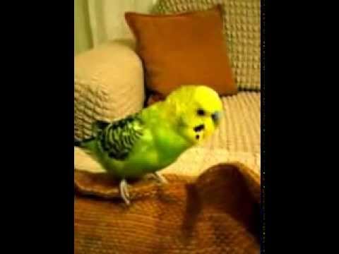 Şımarık Tayyip boku yedi diyor