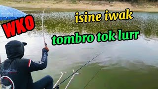Download lagu wko mancing umpan pelet isine iwak tombro lurr mp3