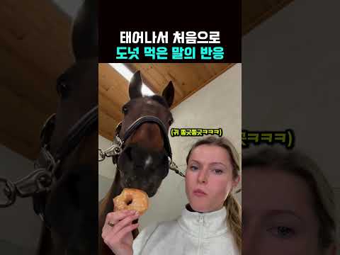 ❤️300만뷰❤️태어나서 처음으로 도넛 먹은 말의반응