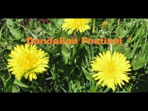 Dandelion Festival in Estonia. Kihlepa