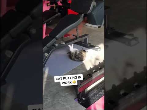 No excuses for this cat 😤🔥 | #shorts