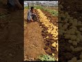 Digging Fresh Potatoes On The Farm Satisfying Video Satisfying Short