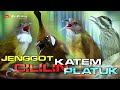 MASTERAN CUCAK JENGGOT CILILIN KAPAS TEMBAK PLATUK AUDIO JERNIH REAL VIDEO