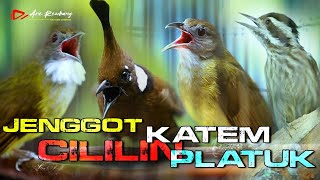 Download lagu MASTERAN CUCAK JENGGOT _ CILILIN _KAPAS TEMBAK _ PLATUK _ AUDIO JERNIH REAL VIDEO mp3