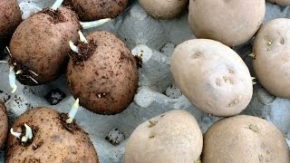 HGV Grow Potatoes  How to speed up the chitting process in seed potatoes experiment start to finish.