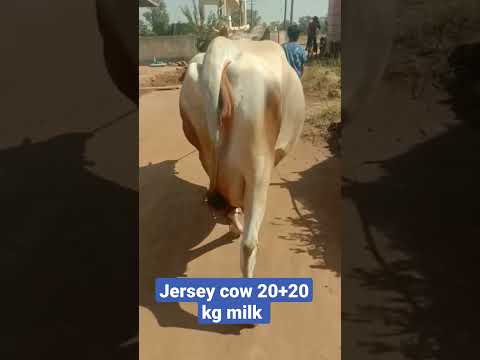 karanataka@jersey cow#milki 20+20milk