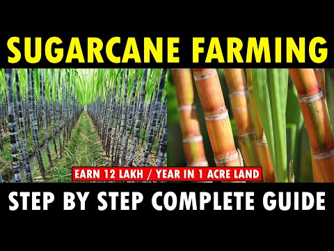 SUGARCANE FARMING / SUGARCANE CULTIVATION | Sugarcane Planting, Care, Harvesting Guide