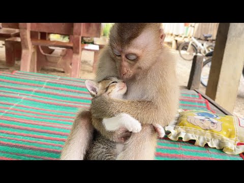 Zueii Really Love Kitty Mally Like Hug Grooming Her