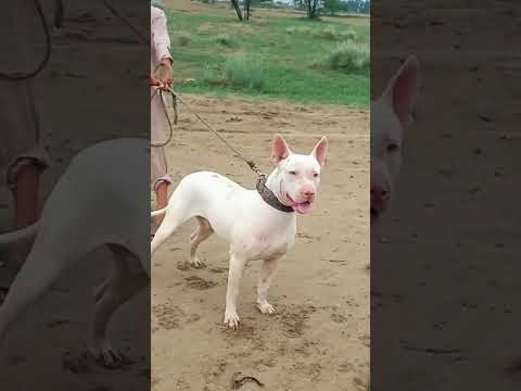 Pure Kohati Gultair Dog  #gultairdog  #kohatigultairseller  #husky #dog  #doglover #germanshepherd