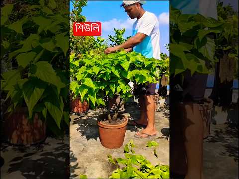Shiuli flower plant care //shiuli flower plant care. #viral #trending #viralshort #trendingshorts