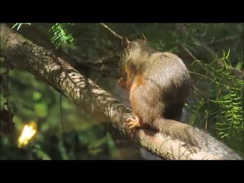 カフェ☕️メリッジャーレさんのチャッピー🐿