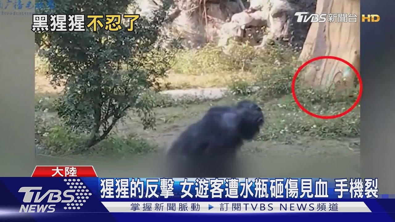 沒品遊客亂丟雜物　陸網紅猩猩丟水瓶反擊