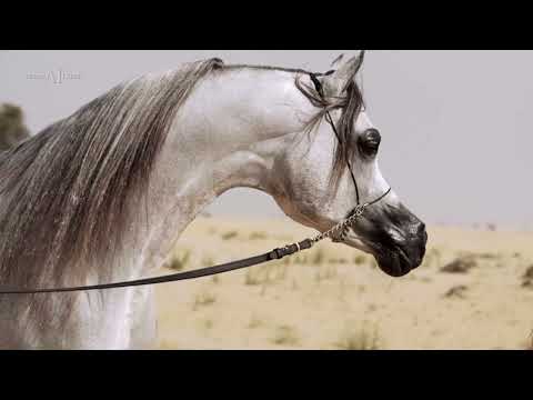 🔹 DUBAI STUD AUCTION 2022🔹 - Breeding Opportunities