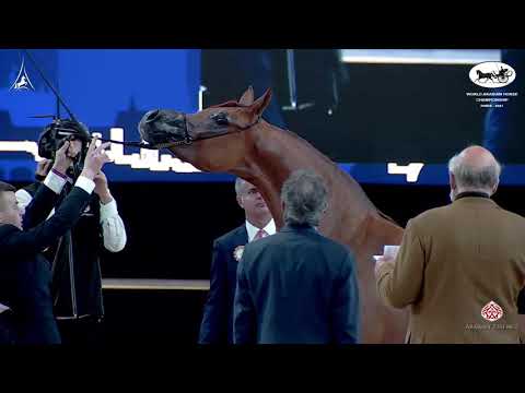 N 49 EL BELLISSIMA   World Arabian Horse Championship 2021   PARIS   Senior Mares Class 3A