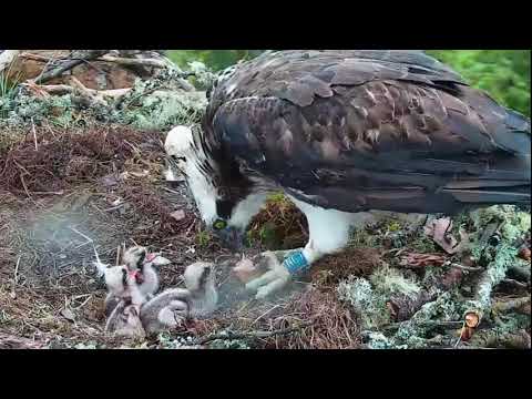 Lunchtime for Loch of the Lowes Osprey chicks - all three get a share 23 May 2021