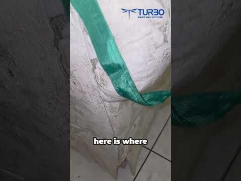Watch: German Cockroaches in Hernando, FL: Why the Right Treatment Matters