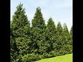 Planting Green Giant Arborvitae Ray's Way