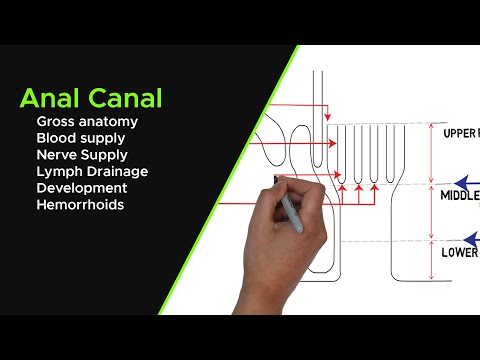 Anatomy of the Anal Canal