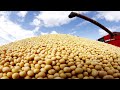 How it's Made: Soybean - Soybean Agriculture Process Soybean Farming & Soybean Harvesting Processing