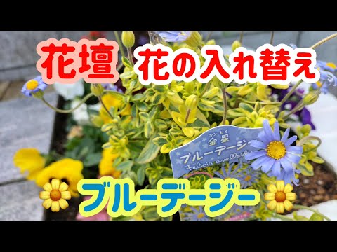 園芸 ブルーデイジー、ケープデイジー