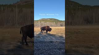 Whitehourse, Yukon territory #カナダ移住 #カナダ生活　#カナダ旅行　#ユーコン