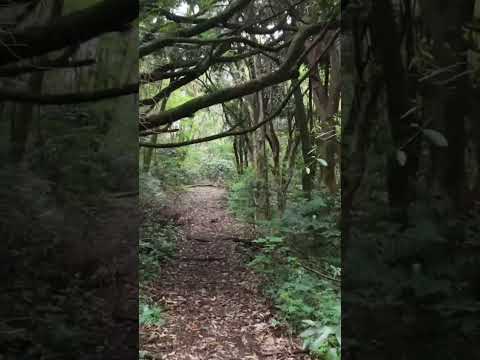 Trilha sobrevoando Parque das Nações Arapongas PR DJI Neo2
