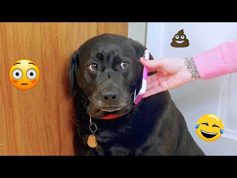 I Wanted a Dog, But God Gave Me a Comedian! 🐶😂| TOP Funny Dog Videos 2026 #4