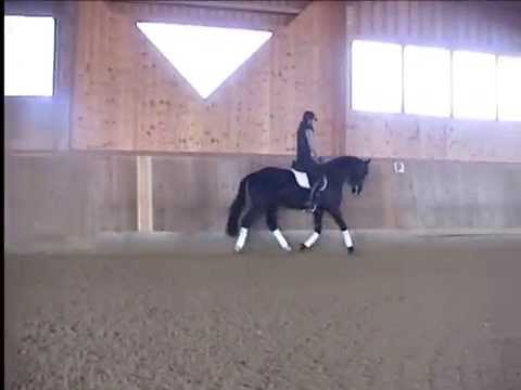 Hannoveraner von Silberschmied x Rotspon