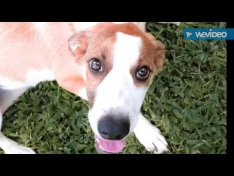 Dot, an adopted Anatolian Shepherd & Collie Mix in Alvin, TX_image-1