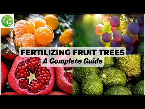 Growing Apples Unveiling the Magic of 4 In 1 Grafted Apple Trees