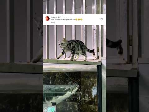 Cat Reflexes vs. Arapaima