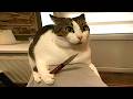 Cats Mayhem