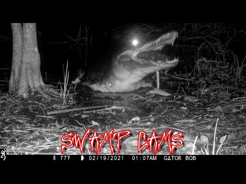 FLORIDA ALLIGATORS IN THE DARK