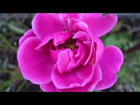 Kleine Adventsmusik; Hugo Distler; Figuralchor Köln