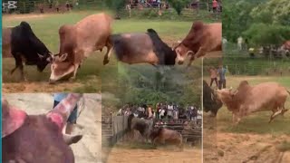 Tso nyuj sib nraus zoo saib heev nyob ໂພນໂຮມ hnub tim 15-8-2025