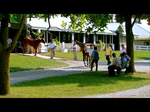 Scenes from the 2013 September Sale