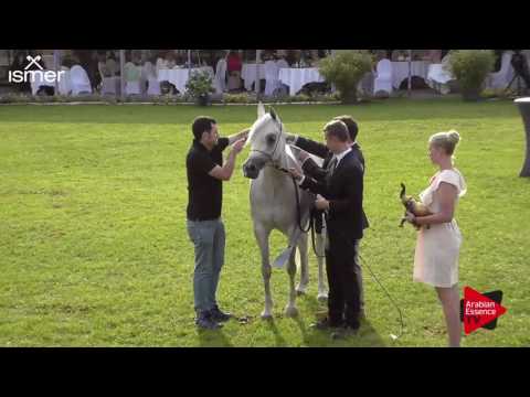 2 nd Place  N.71 FER LISALINE - Ströhen 2017 C-Show - Senior Mares Championship (Class 18)