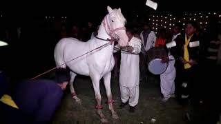 preview picture of video 'Beautiful horse dancing in a Pakistani traditional wedding! Mehndi celebrations Punjab Paksitan'