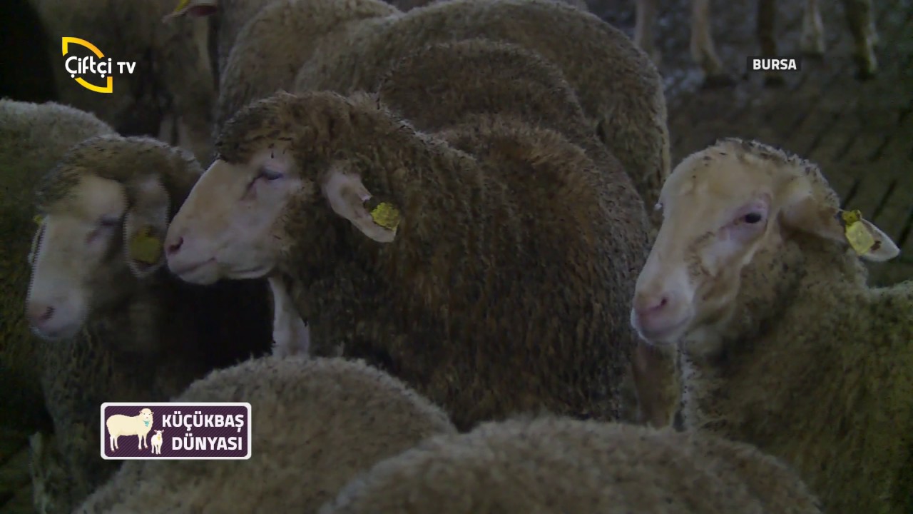 KÜÇÜKBAŞ DÜNYASI thumbnail